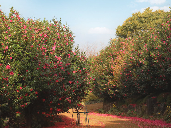 [제주] 카멜리아힐