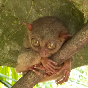 [보홀] 육상데이 ICM몰 반딧불