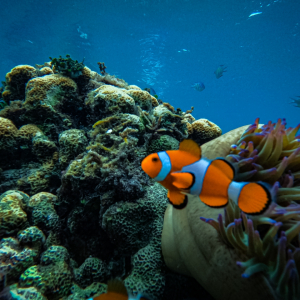 코타키나발루 멍알룸 섬 투어