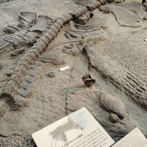 [도쿄] 일본국립과학박물관 일본관 키즈도슨트