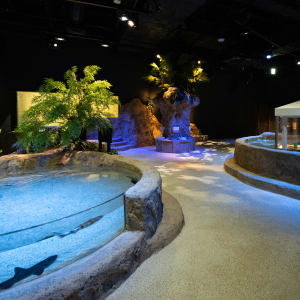 [오키나와]  오키나와 DMM 카리유시 수족관 