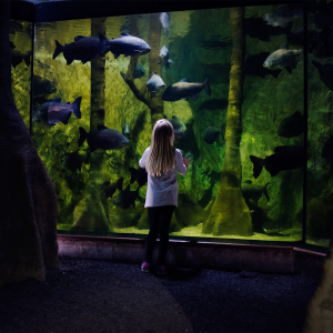  [나고야]  레고랜드 & SEA LIFE  아쿠아리움 