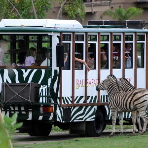 발리 사파리 + 짐바란 데이투어