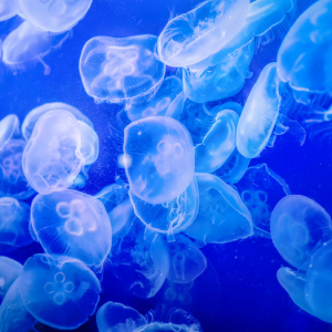 [요코하마]핫케이지마 씨 파라다이스입장권 (+1,000엔 쇼핑쿠폰)