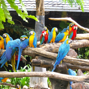 (한국어가이드) 방콕 사파리 월드 단독 투어