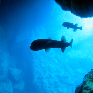 [사이판] 그로토 스노클링 투어 (전문안전가드와 안전하게 푸른동굴 즐기기)