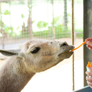  [오키나와]  오키나와 네오 파크 