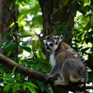 [치앙마이] 사파리 입장권