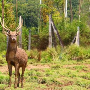 반둥 프라이빗 까와 뿌띠 투어