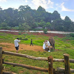 (한국어가이드) 치앙마이 반캉왓 + 엘리핀 팜 단독 투어