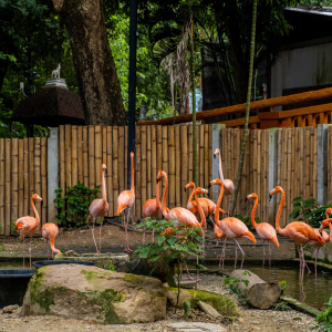 [치앙마이] 사파리 입장권