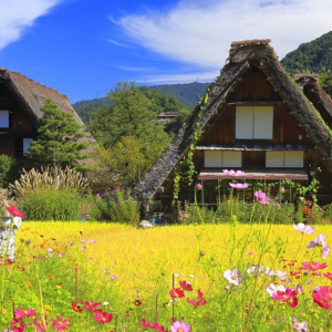 [한국어가이드] 시라카와고 & 다카야마 일일 버스 투어