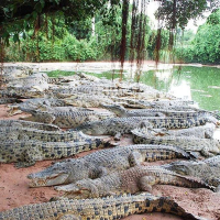 파타야 악어 농장 & 케이브 비치 클럽 반일 단독 투어