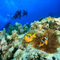 조인투어 참섬 스노클링 + 씨워킹