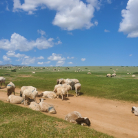 몽골 테를지 + 아르항가이 미니 고비사막 2박 3일 단독 투어