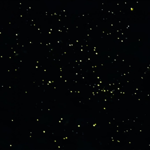 [보홀] 실속 반딧불 투어