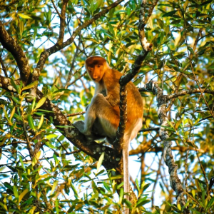 코타키나발루 봉가완 반딧불 투어