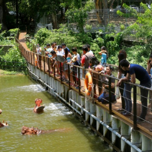 (방콕출발) 파타야 카오키여우 오픈주 반일 단독 투어
