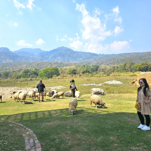 (한국어가이드) 치앙마이 몬쨈 + 후웨이퉁타오 호수 단독 투어