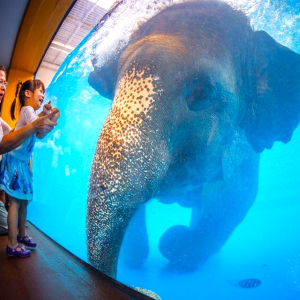 (한국어가이드) 카오키여우 오픈 주 단독 투어 / 방콕 왕복