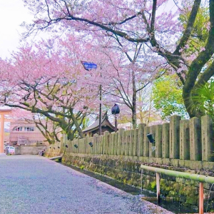 [한국어가이드] 후쿠오카 출발: 큐슈 구마모토 일일 버스 투어 B코스