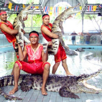 파타야 악어 농장 & 케이브 비치 클럽 반일 단독 투어