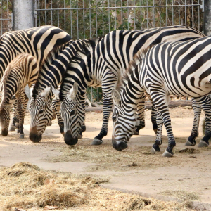 [치앙마이] 사파리 입장권