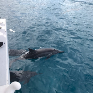 괌 오리지널 돌핀크루즈 by 스타호