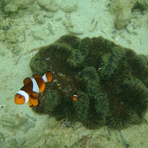 [코타키나발루] 마누칸 & 사피섬 호핑투어 & 해양스포츠