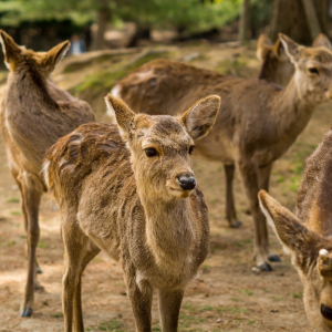 [나라/교토][OPEN] 오사카 출발 나라 교토 1일 버스투어 동대사 사슴공원 아라시야마 청수사 (라쿠투어)