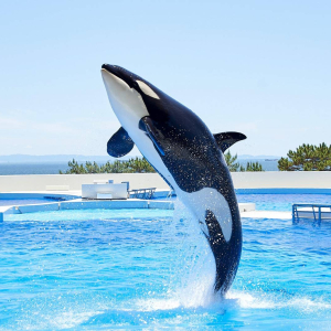 [고베] 고베 스마 씨월드 1일권 (11시 이후 가능)