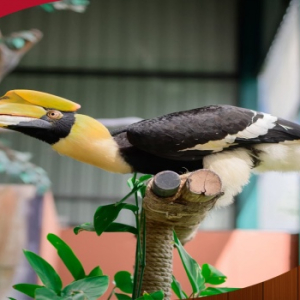 [파타야] 패밀리 파크 파타야 양목장