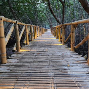 [보홀] 선셋 노스젠 밤부 브릿지 & 아바탄 반딧불 투어