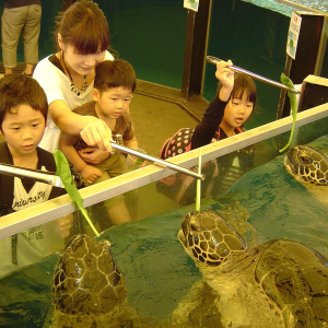 후쿠이현 에치젠 마츠시마수족관 입장권