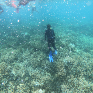 보라카이 레인보우 호핑투어 블랙