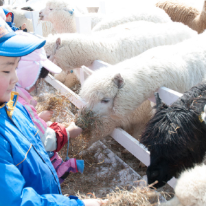 [🍤준페이매장식사🍤][매일출발♥️] 북해도  비에이 후라노 삿포로 버스투어 [라쿠투어]