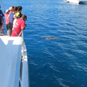 괌 오리지널 돌핀크루즈 by 스타호