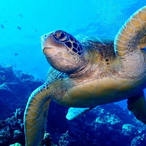 마나도 부나켄 프라이빗 스노클링 투어