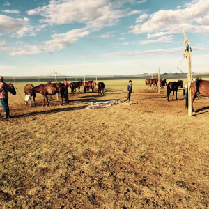 몽골 테를지 국립공원 반일 조인 투어 / 울란바토르 출발