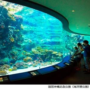 [오키나와] 츄라우미 수족관