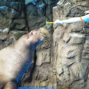 [일산] 아쿠아플라넷 입장권(2/1~2/28)