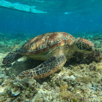  [보홀] 스타인 발리카삭 호핑투어 (돌핀왓칭, 거북이스노클링)