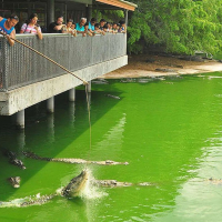 파타야 악어 농장 & 케이브 비치 클럽 반일 단독 투어