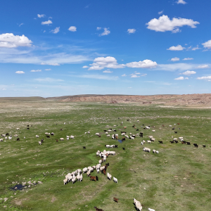[몽골]남부투어(차강소브락-바가가쯔링촐로) 2박3일