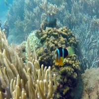 조인투어 참섬 스노클링 + 씨워킹