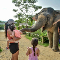 [푸켓] 엘리펀트 정글 생츄어리
