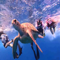 [사이판]  거북이 호핑투어