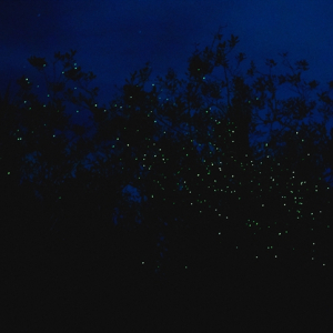 [보홀] 선셋 노스젠 밤부 브릿지 & 아바탄 반딧불 투어