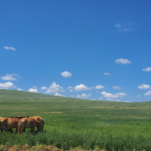 몽골 아르항가이 미니 고비사막 단독 투어 / 울란바토르 출발