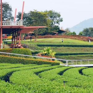 (한국어가이드) 치앙라이 화이트템플 + 블루템플 + 카페 + 싱하파크 단독 투어 / 치앙마이 출발